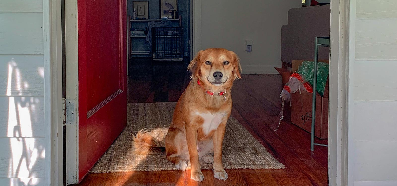 dog sitting on a front porch by front door